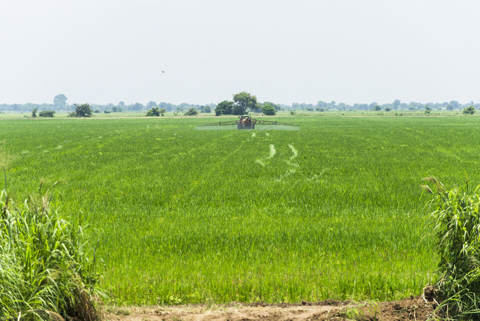 Plantasjen Agrica i Tanzania er en av Norfunds store investeringer innen landbruk. Landbruk har vært det minst lønnsomme satsingsområdet til Norfund gjennom 20 år, viser investeringsfondets egne tall.